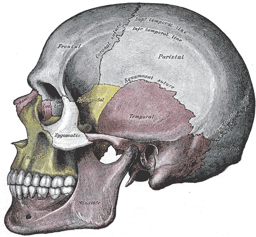 クラニオ　頭蓋骨　自然治癒力